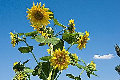 Take-Two正在关闭两家工作室 《奥力奥力》系列终结